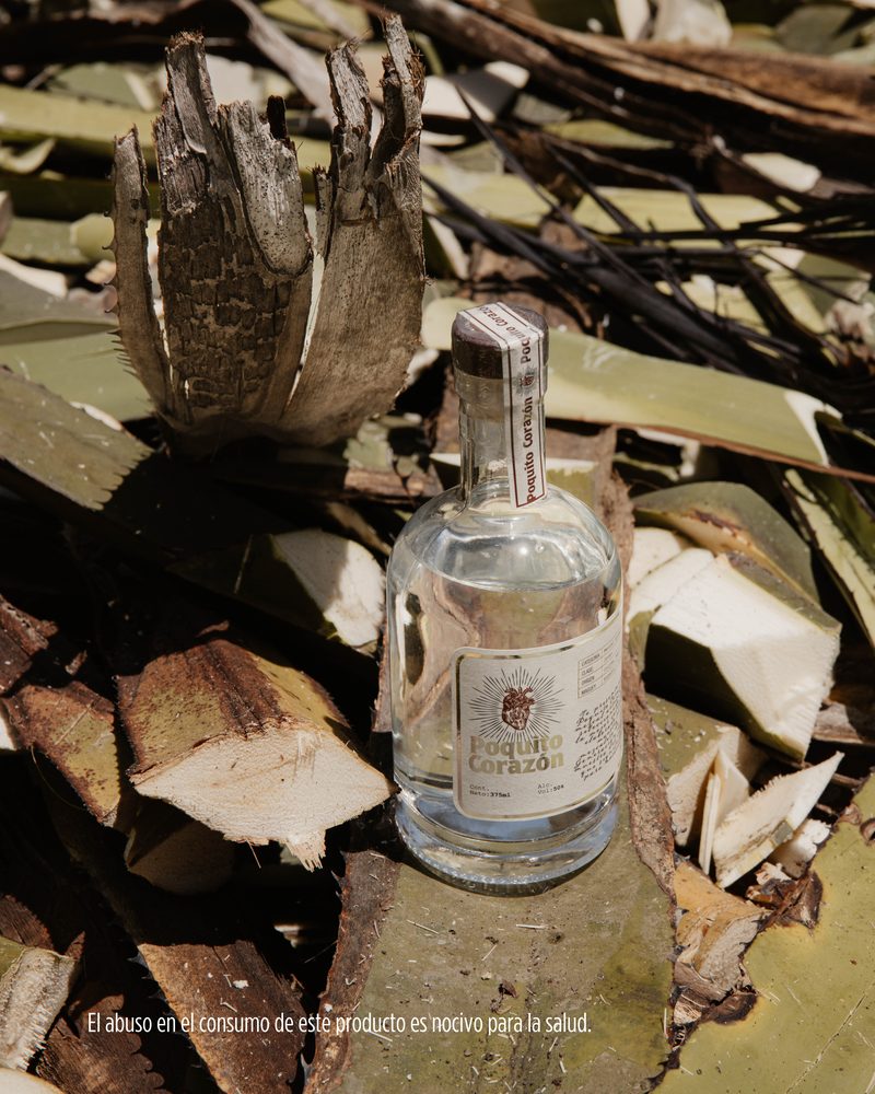 Piñas de agave listas para el horno