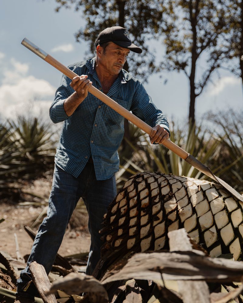 Vista de La Lomita, el rancho donde nace el agave
